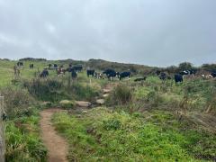 Hmm the cows have escaped the field.  Walk through with care!